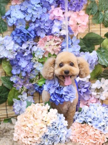 20250629ぱるくん